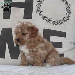 Sprout, Maltipoo Puppy